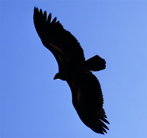 Birds Cover Great Distances