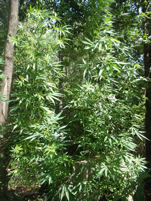 My Mother Said: "What a Beautiful Plant"!