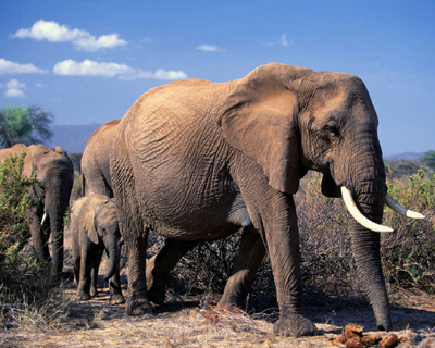 Animals Have the Right to Take This Land Without a Fight