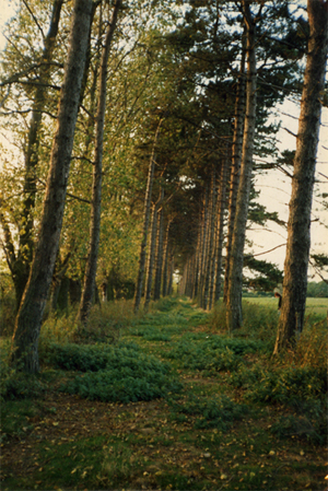 The Paths I Walked Along as a Boy - Willesborough, Ashford, Kent