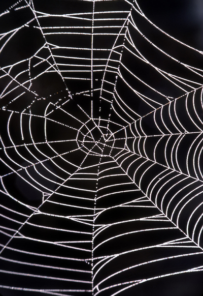I Was Stuck in a Spiders Web