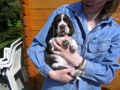 Springer Spaniel's Are Better Than Boyfriends